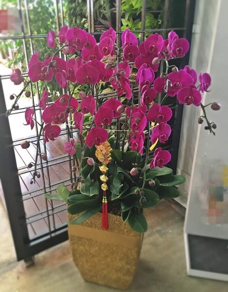 Big_Taiwan_Phalaenopsis