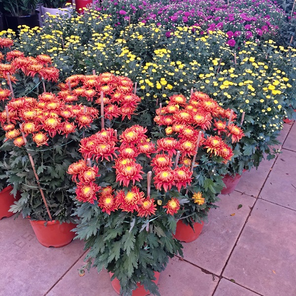 Chrysanthemum