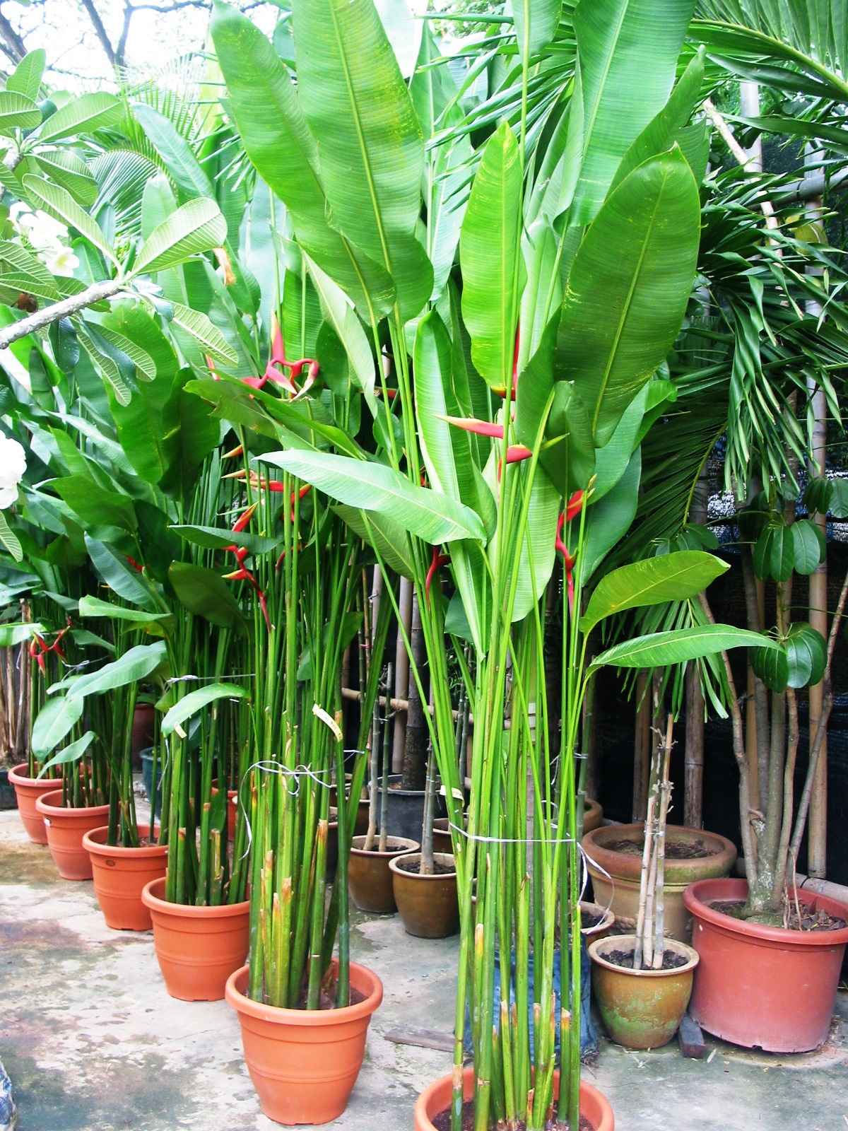 Heliconia_Stricta