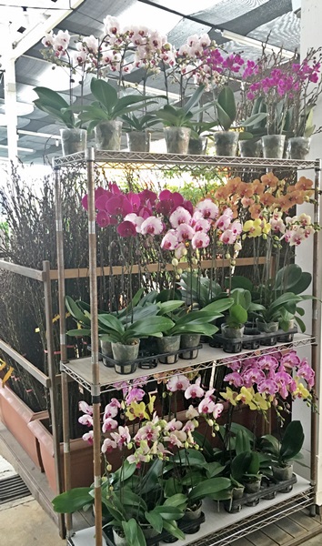 Phalaenopsis_Taiwan